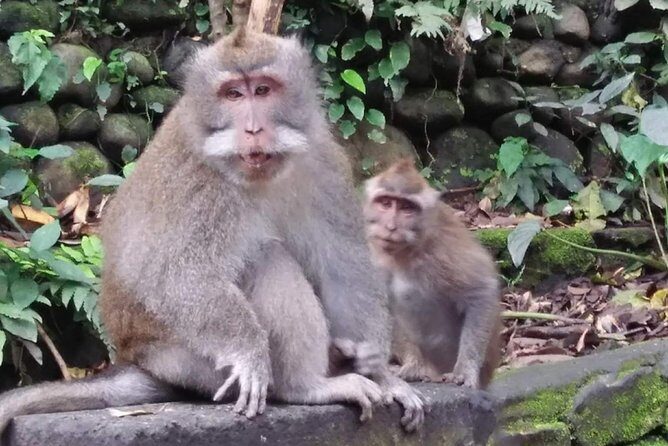 6 Days Best Of Bali And Nusa Penida All Inclusive Private Tour - Who Should Book This Tour?