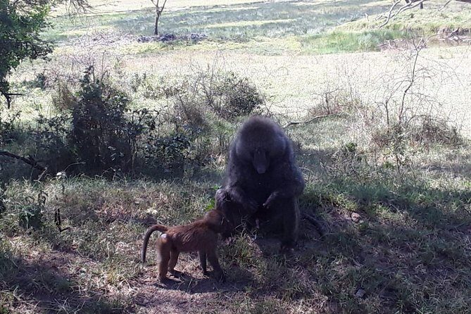 6 Days best of kenya safaris Maasai Mara-Lake Nakuru Amboseli National Park - What Travelers Say: Authentic Voices