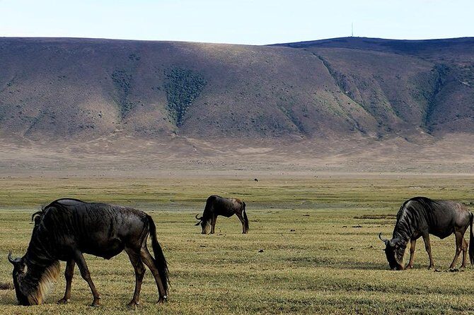 6 Days - Best of Nothern Parks Safari - Transportation & Accommodation: Comfort Within Reach