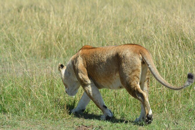 6 Days Big Five Tanzania Safari - Key Points