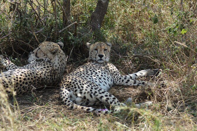 6 Days Big Five Tanzania Safari - The Sum Up