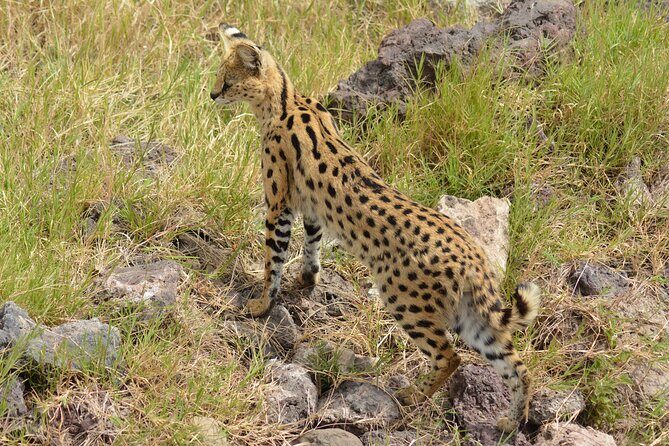 6 Days Big Five Tanzania Safari - FAQs