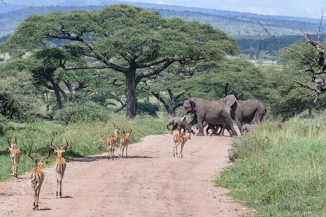 6 Days Budget Tour in Tarangire, Serengeti ,Ngorongoro and Manyara - A Deep Dive into the Experience