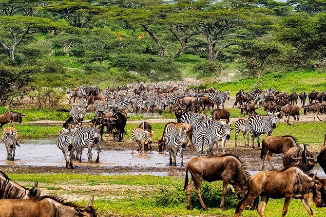 6 Days Budget Tour in Tarangire, Serengeti ,Ngorongoro and Manyara - The Practical Side: Cost, Comfort, and Convenience