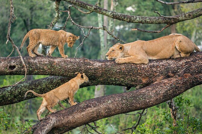 6 Days Budget Tour in Tarangire, Serengeti ,Ngorongoro and Manyara - Frequently Asked Questions