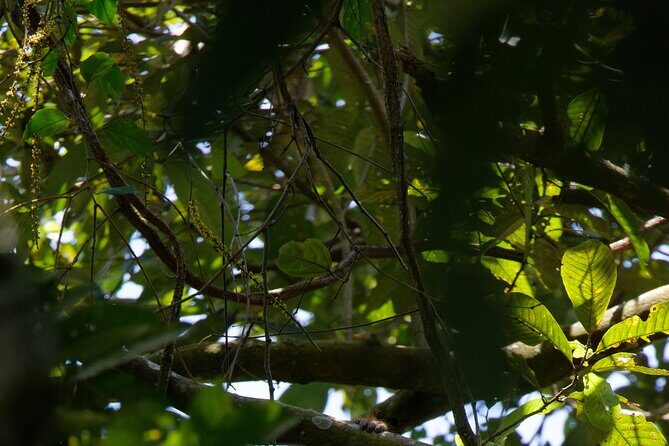 6 Days Bukit Lawang - Berastagi Tour (2D1N Jungle Treking + Sunrise Hiking) - Authenticity and Comfort