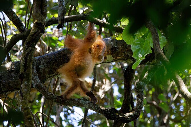 6 Days Bukit Lawang - Berastagi Tour (2D1N Jungle Treking + Sunrise Hiking) - Summary