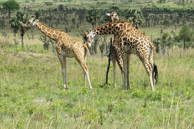 6 Days Chimps, Gorillas & Murchison Falls Africa's Big Five Experience Safari - An Honest Look at the 6-Day Chimps, Gorillas & Murchison Falls Safari