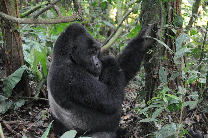 6 Days Chimps, Gorillas & Murchison Falls Africa's Big Five Experience Safari - The Detailed Experience: What Makes This Safari Stand Out?