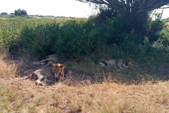 6 Days Chimps, Gorillas & Murchison Falls Africa's Big Five Experience Safari - Frequently Asked Questions