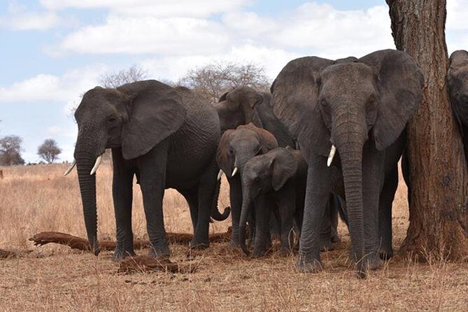 6 Days: Classic Camping( Tarangire, Manyara, Serengeti And Ngorongoro). - A Closer Look at the Itinerary