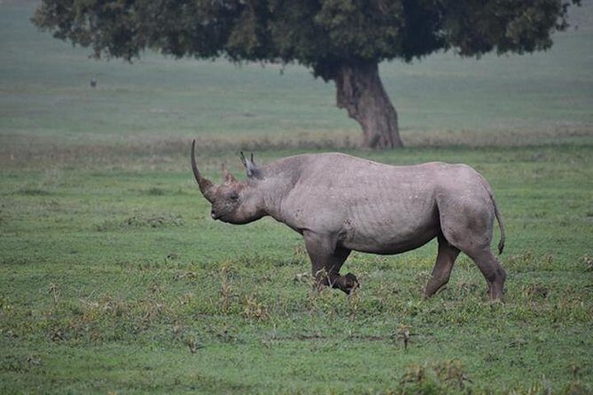 6 Days: Classic Camping( Tarangire, Manyara, Serengeti And Ngorongoro). - Some Caveats to Keep in Mind