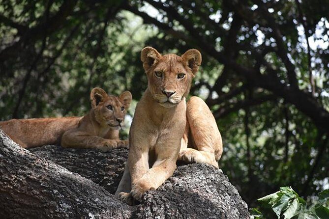 6 Days: Classic Camping( Tarangire, Manyara, Serengeti And Ngorongoro). - FAQ