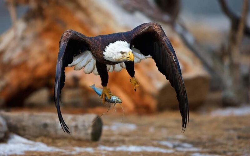 6 Days Explore Tanzania Big Five Wild Encounters Tour - Key Points