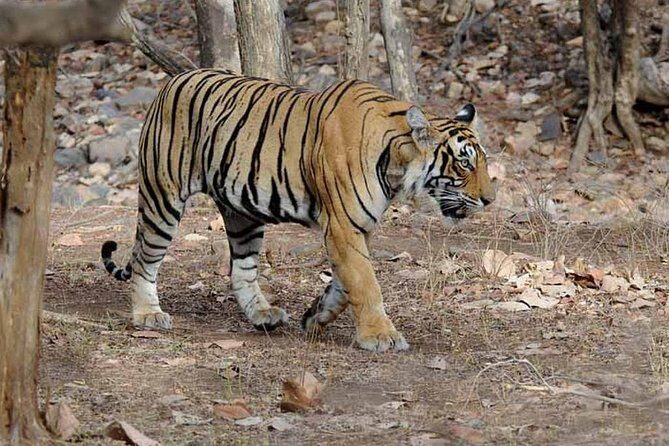 6 Days Golden Triangle Tour with Ranthambore: Delhi Agra Jaipur Ranthambore Tour - What Travelers Love (and What They Might Not)