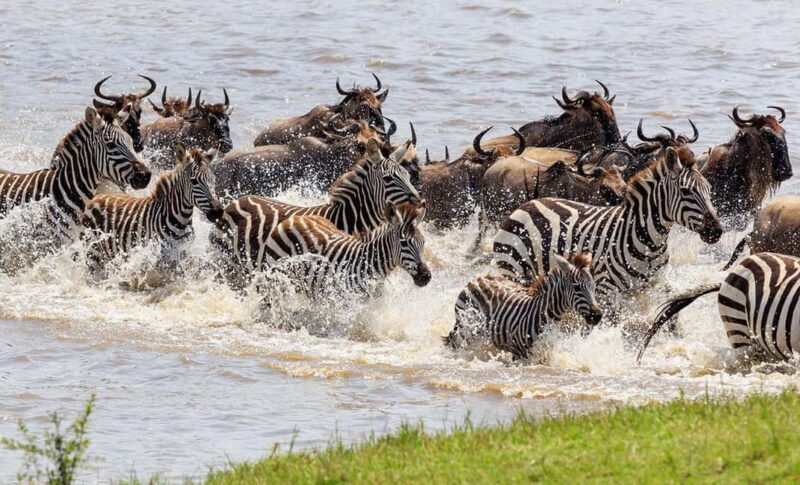 6 Days Great Lakes of Kenya and Masai Mara Safari - What Youll Experience on the 6-Day Safari