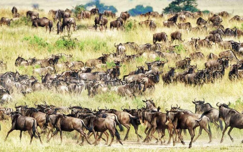 6 Days Great Lakes of Kenya and Masai Mara Safari - Who This Tour Is Best For
