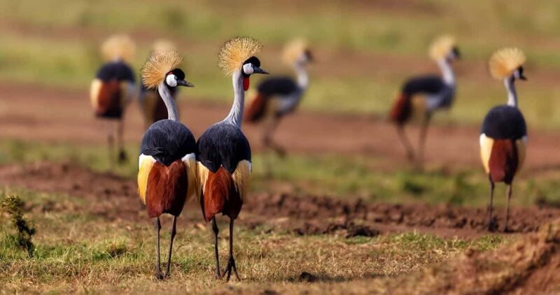6 Days, Group Safari to Masai Mara, Lake Nakuru and Amboseli - A Detailed Look at the 6-Day Kenyan Safari