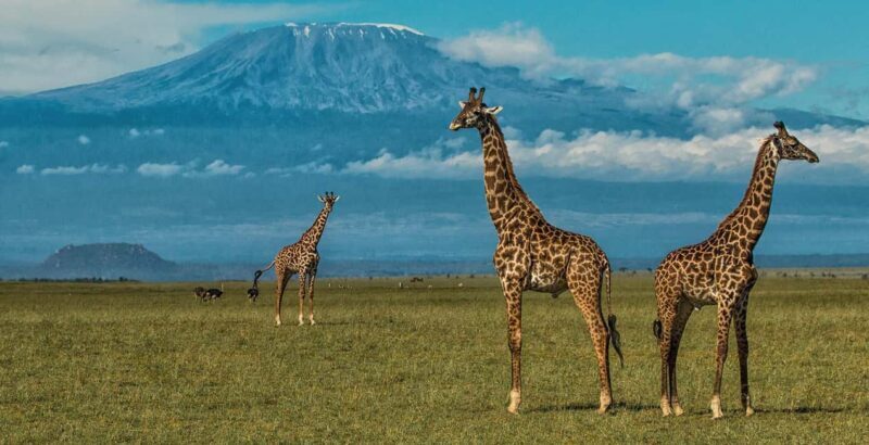 6 Days, Group Safari to Masai Mara, Lake Nakuru and Amboseli - Who Should Consider This Tour?