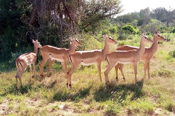 6 days guided safari: nairobi / lake nakuru / lake naivasha / masai mara n r - The Sum Up