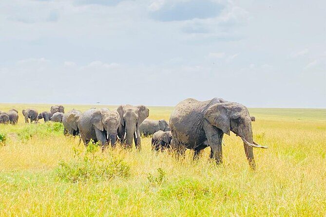 6 Days Kenya Budget Group Safari - Key Points