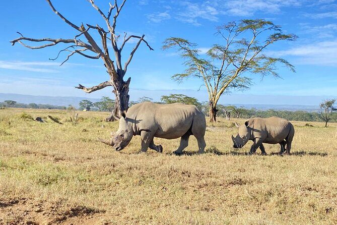 6 Days Kenya Budget Group Safari - The Sum Up