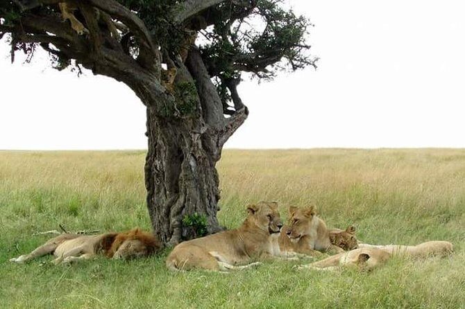 6 Days Kenya Classic Safari - Key Points
