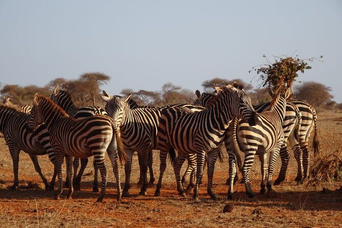 6 Days Kenya Masai Mara,Lake Nakuru & Amboseli Wildlife Safari - Logistics & Practical Aspects