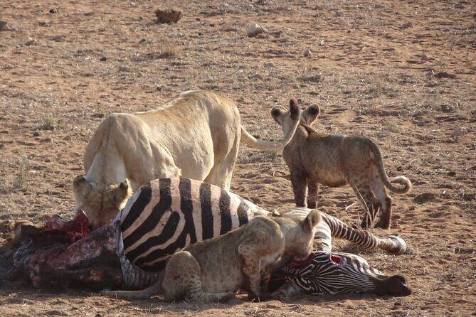 6 Days Kenya Masai Mara,Lake Nakuru & Amboseli Wildlife Safari - Final Thoughts