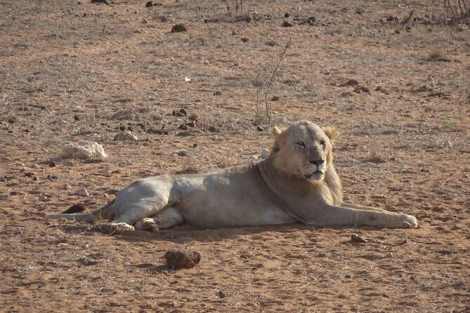 6 Days Kenya Masai Mara,Lake Nakuru & Amboseli Wildlife Safari - Who Should Consider This Tour?