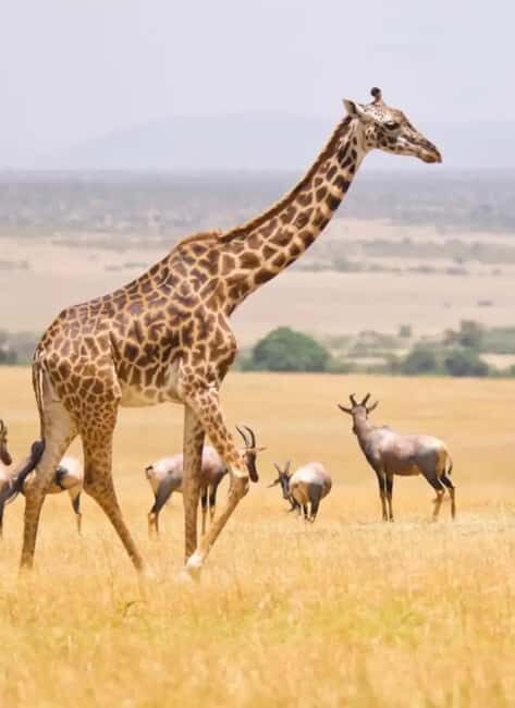 6 Days Lake and Bush Safari - Lake Naivasha and Masai Mara - Practical Considerations for Travelers