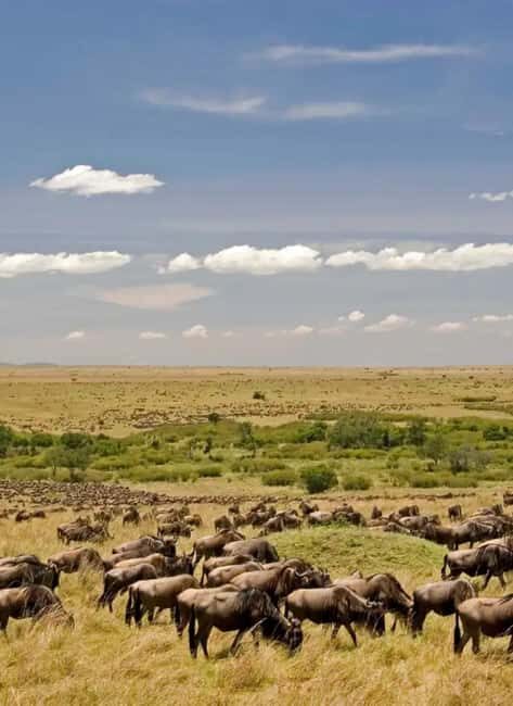 6 Days Lake and Bush Safari - Lake Naivasha and Masai Mara - FAQ
