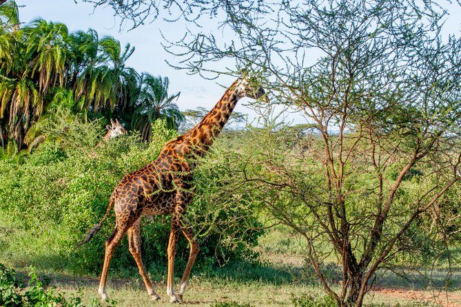 6 Days Luxury Northern Circuit Safari - A Glimpse of Tanzania Adventure - Transportation and Comfort