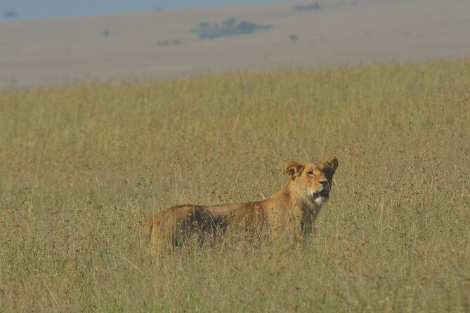 6 Days Maasai Mara/Nakuru/Amboseli Group Safari - The Value of the Tour for Travelers