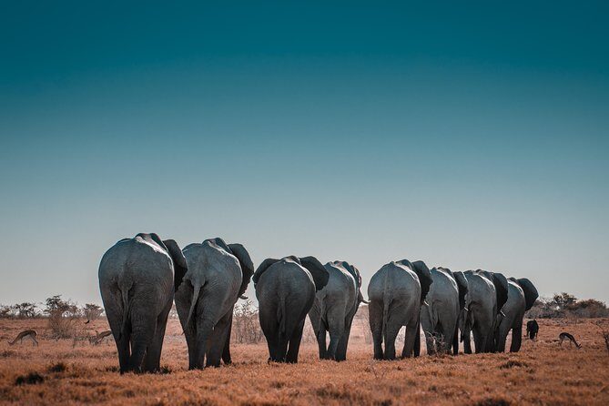 6 Days Maasai Mara/Nakuru/Amboseli Group Safari - Who Is This Tour Best For?