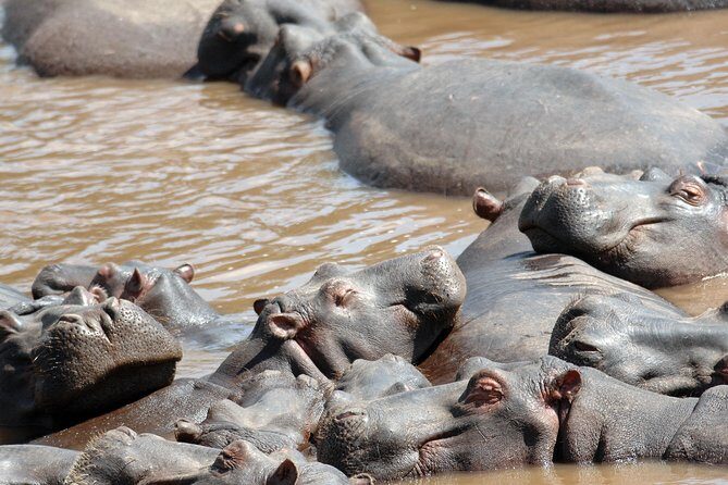 6 Days Maasai Mara/Nakuru/Amboseli Group Safari - The Sum Up