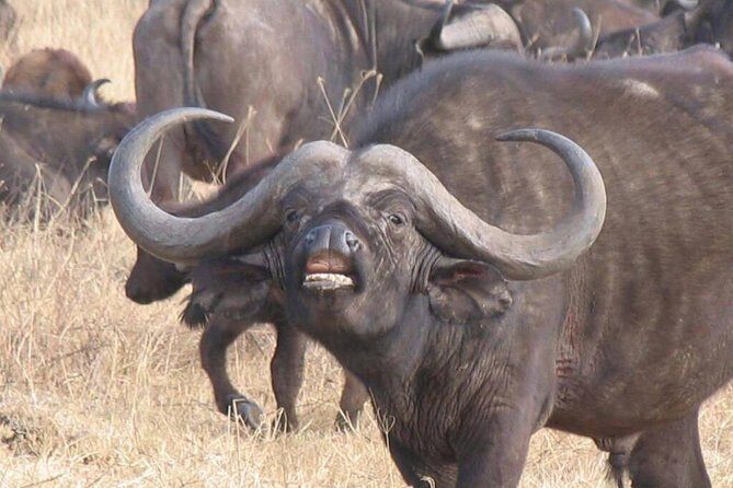 6 Days Mara River Crossing - The Great Migration - Starting with Tarangire National Park