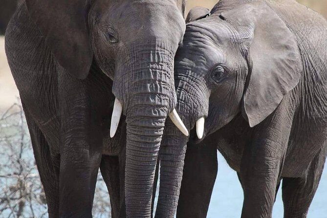 6 Days Mara River Crossing - The Great Migration - What the Reviews Say
