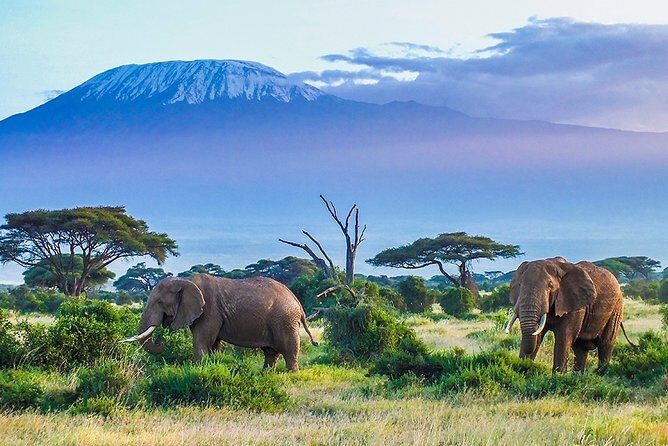 6 Days Masai Mara, Lake Nakuru & Amboseli-Ultimate Kenyan Safari - Practical Tips for Potential Travelers