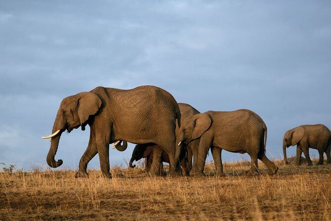 6 Days Masai Mara, Lake Nakuru & Amboseli-Ultimate Kenyan Safari - The Sum Up