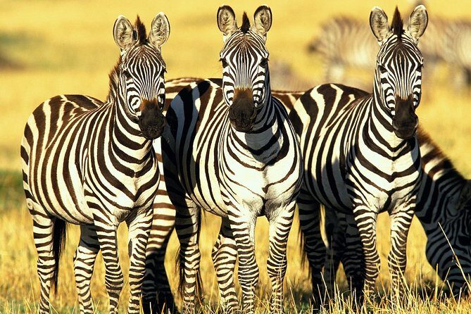 6 Days Masai Mara, Lake Nakuru & Amboseli-Ultimate Kenyan Safari - FAQ