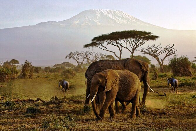 6 Days Masai Mara, Lake Nakuru and Amboseli Budget Group Safari - Key Points