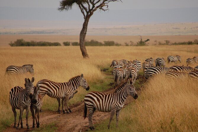 6 Days Masai Mara, Lake Nakuru and Amboseli Budget Group Safari - The Sum Up