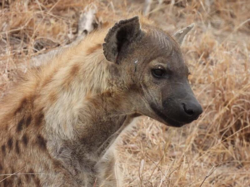 6 Days Masai Mara - Lake Nakuru & Samburu Safari. - Key Points