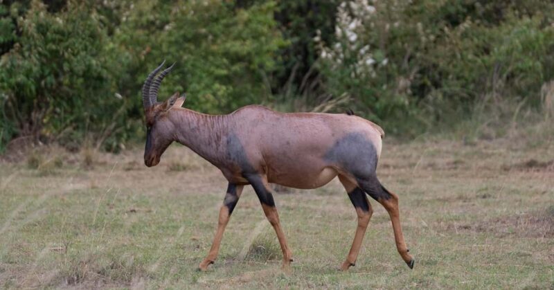 6 Days Masai Mara - Lake Nakuru & Samburu Safari. - A Detailed Look at the 6-Day Safari