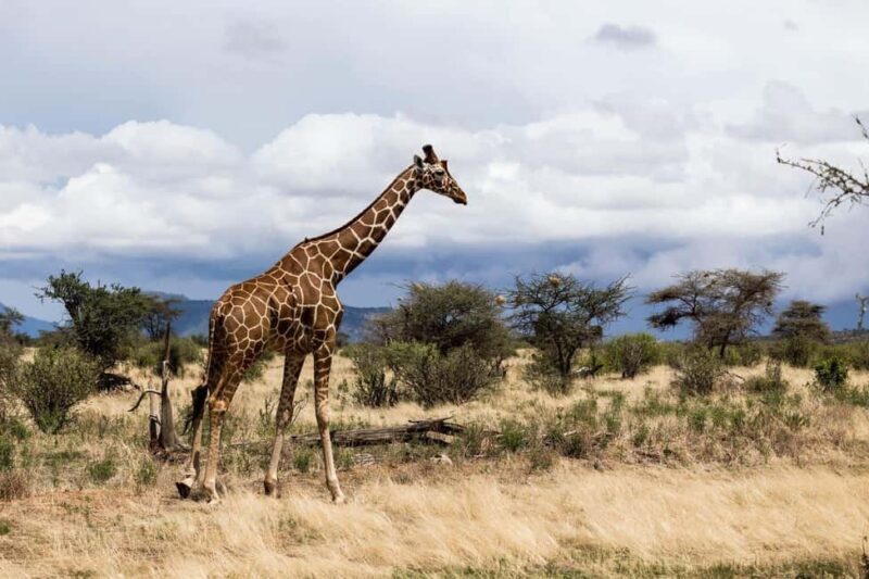 6 Days Masai Mara - Lake Nakuru & Samburu Safari. - Final Thoughts