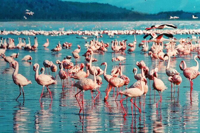 6-Days Masai Mara, Nakuru & Amboseli Group Safari on Landcruiser - What This Tour Means for You