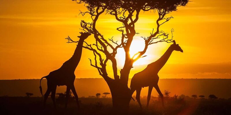 6 Days Masai Mara Photographic Wildlife Safari on a 4x4 Jeep - Who Would Love This Safari?