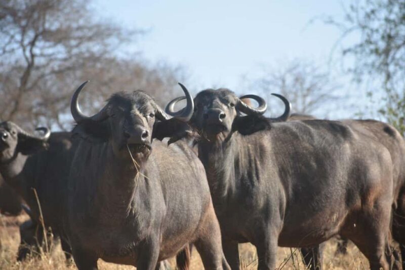 6 Days Mid-Range Best of Tanzania & Culture - Who Should Consider This Tour?
