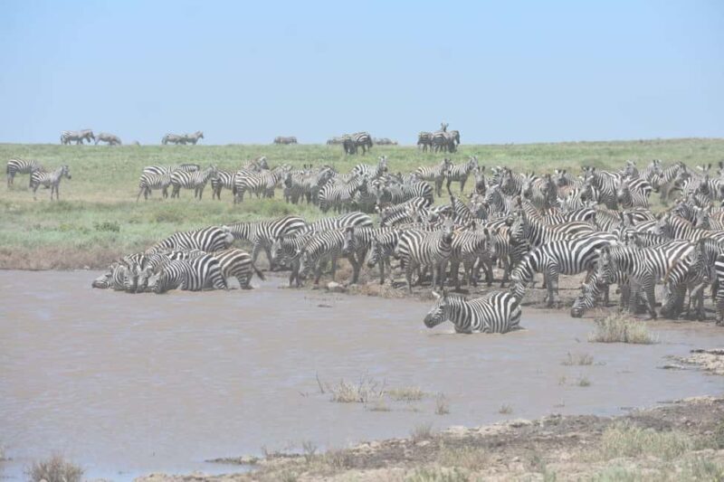 6 Days Mid-Range Best of Tanzania & Culture - Final Thoughts